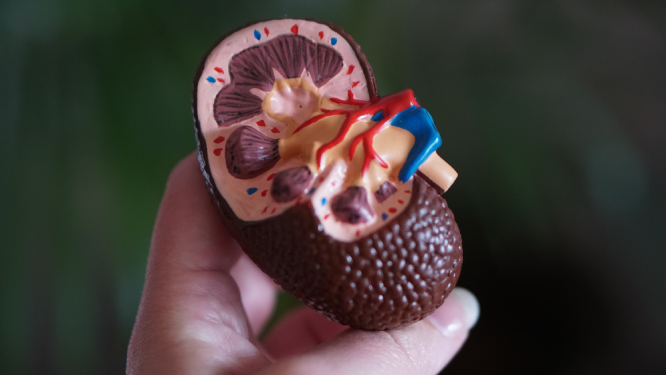 Pic of a kidney model